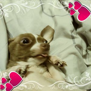 Meet your Posher, Shannon